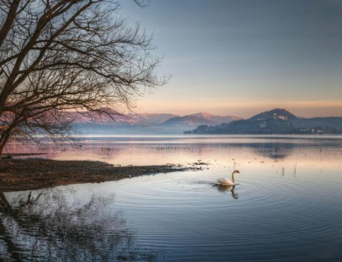 Fawn response und warum Anpassung einmal Sicherheit bedeutet hat