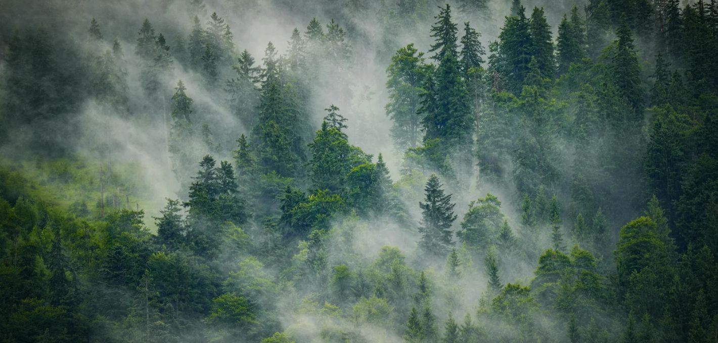 Dichter Nadelwald an einem Berghang, durch den Nebel zieht, als Bild für die KPTBS und lange Belastung, die sich erst nach und nach lichtet