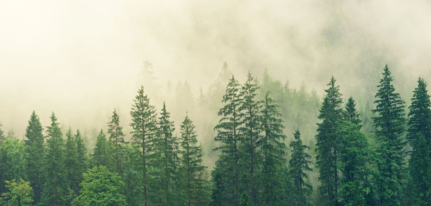 interozeption Nadelwald im dichten Nebel als Bild für Interozeption und das Spüren der Signale aus dem Inneren des Körpers