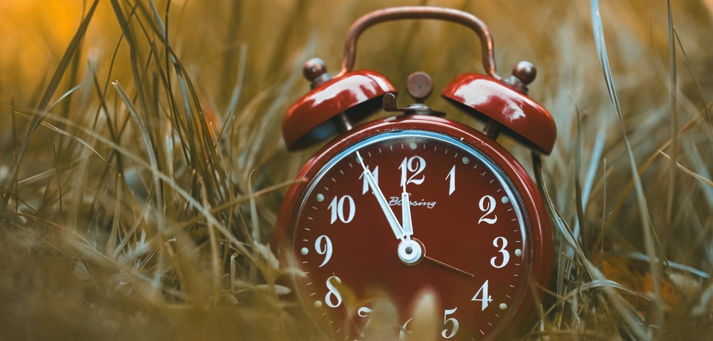 Roter Wecker im hohen, goldenen Gras im warmen Licht.