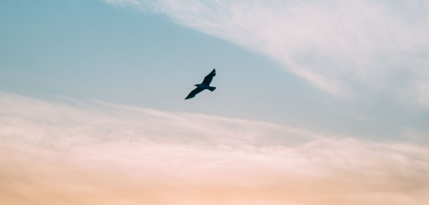 Schamgefühl: Vogel fliegt durch einen weiten Himmel