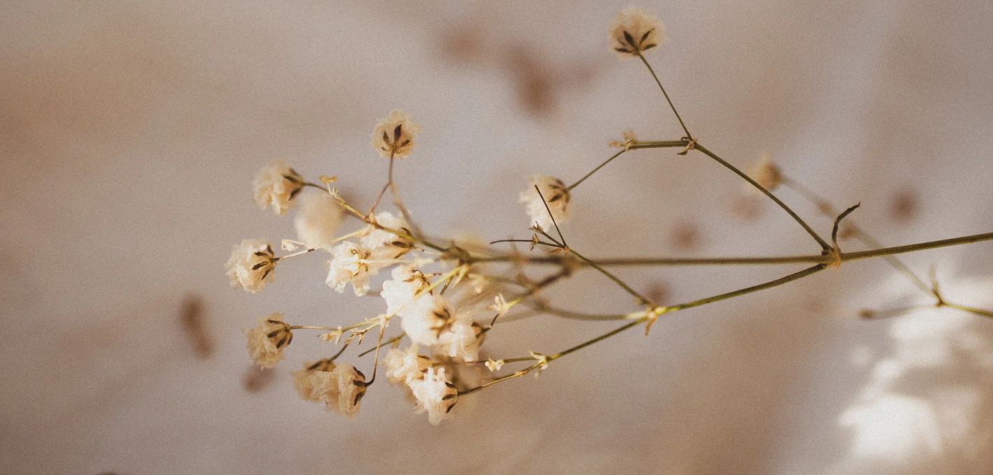 Zarte getrocknete Blüten in warmem Licht als Bild für unterdrückte Gefühle, die behutsam wieder Raum bekommen